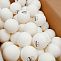 Мячи для настольного тенниса DONIC Coach P40+ 1* бел. 120 шт.